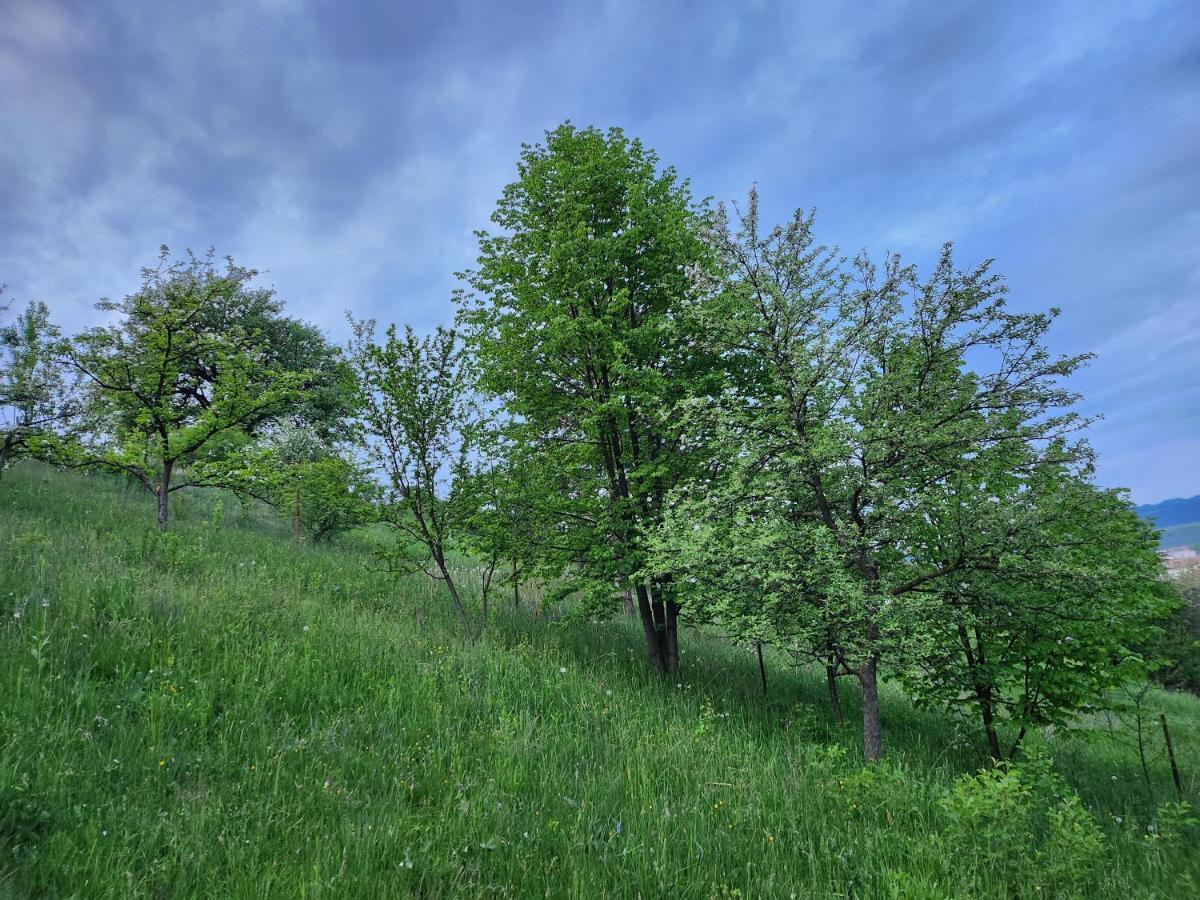 Casa Din Livada - Cazare Magherus Topliţa Exteriér fotografie